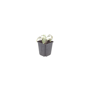 Livraison plante Oreille d'ours stachys silver