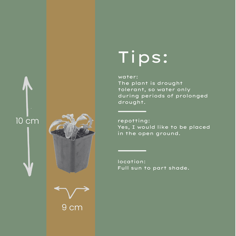 Livraison plante Oreille d'ours stachys silver