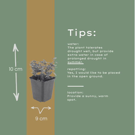 Livraison plante Origan violet