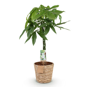 Livraison plante Pachira Aquatica et panier H90cm