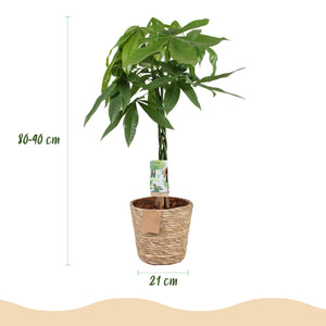Livraison plante Pachira Aquatica et panier H90cm