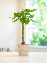 Pachira Aquatica et son pot