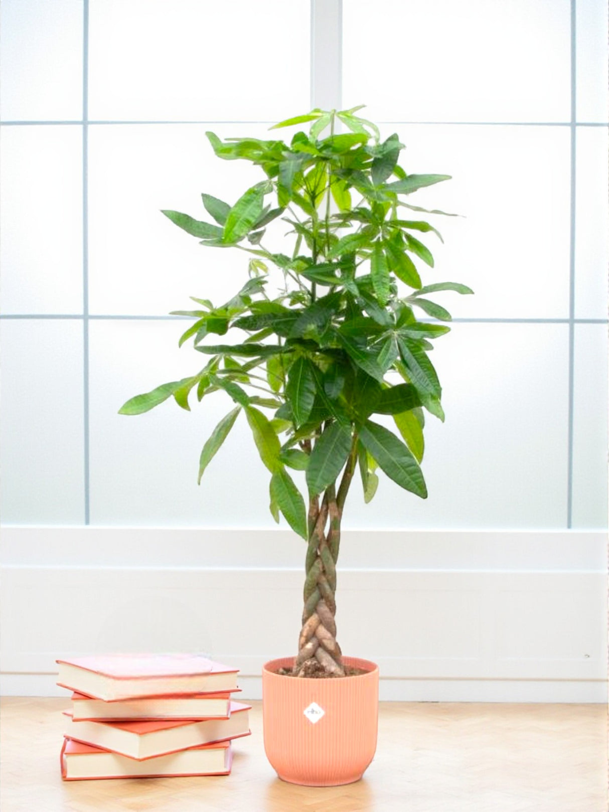 Pachira Aquatica et son pot