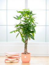 Pachira Aquatica et son pot