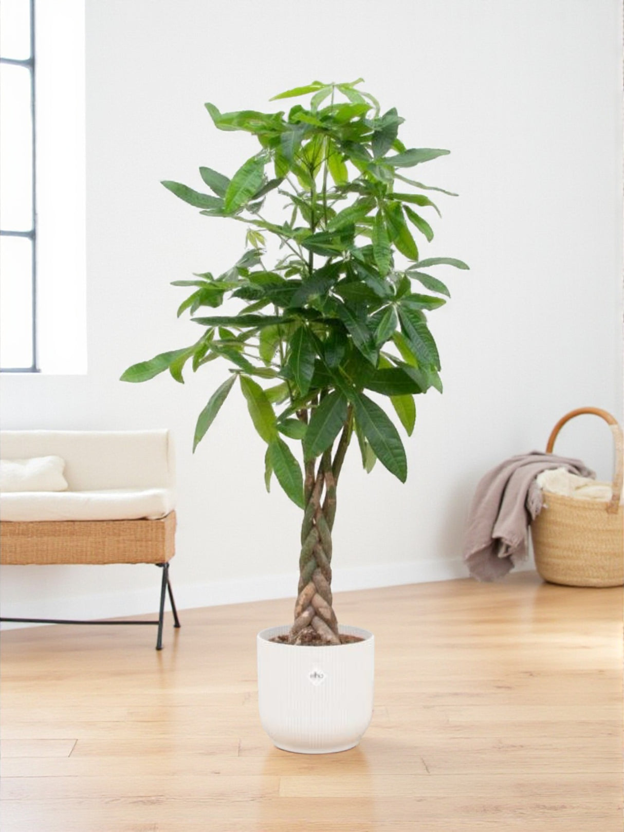 Pachira Aquatica et son pot