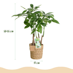 Livraison plante Pachira Aquatica multi tiges et panier H55 cm