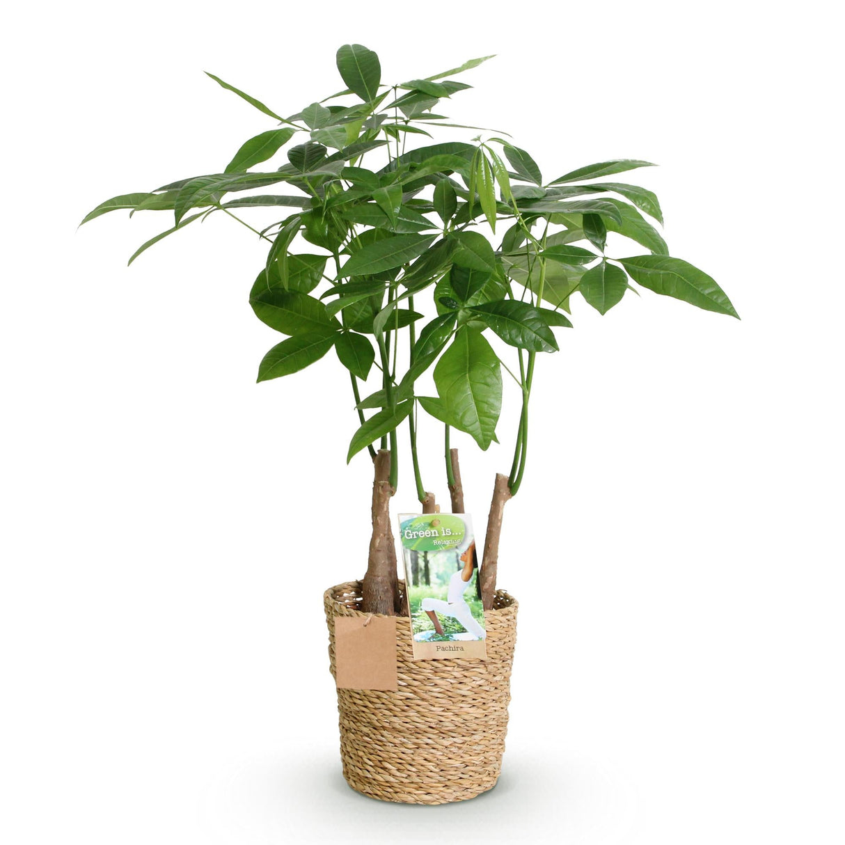 Livraison plante Pachira Aquatica multi tiges et panier H55 cm