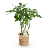 Livraison plante Pachira Aquatica multi tiges et panier H55 cm