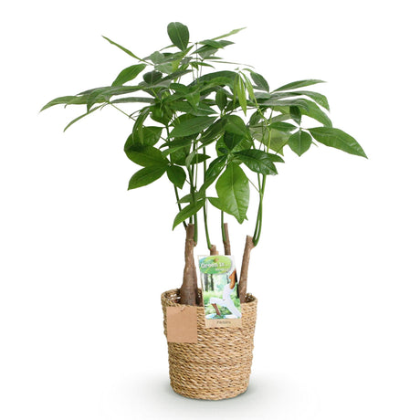 Livraison plante Pachira Aquatica multi tiges et panier H55 cm