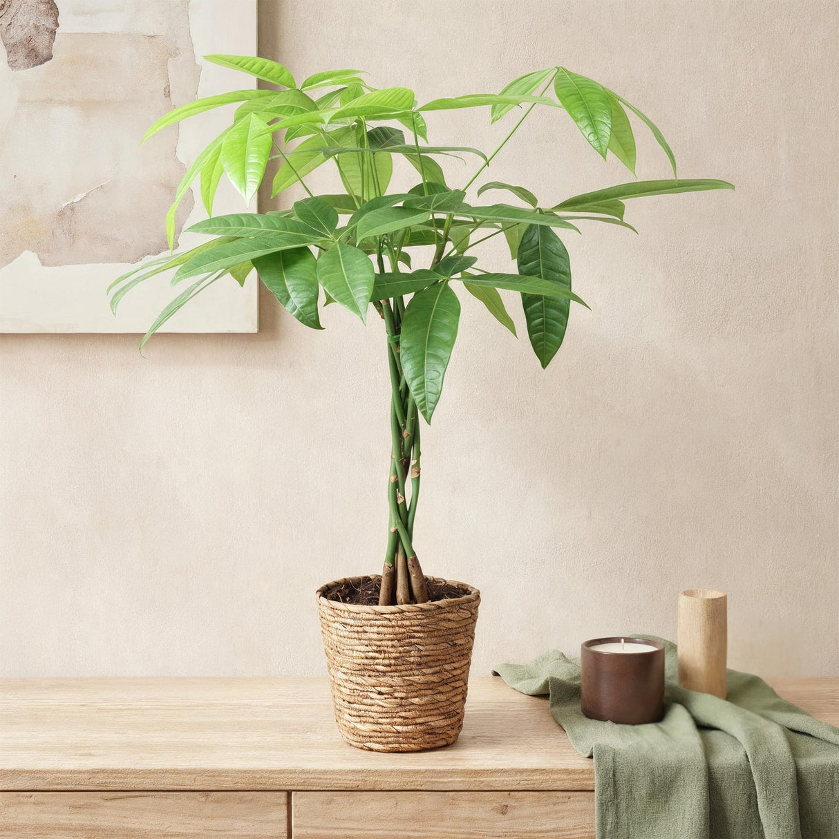 Livraison plante Pachira Aquatica tronc tressé – Lot de 2 – Pot 17 cm