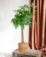 Livraison plante Pachira Aquatica XL et son pot