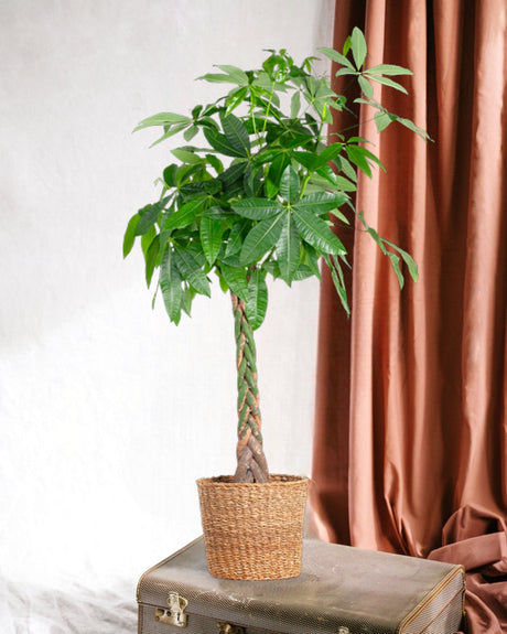 Livraison plante Pachira Aquatica XL et son pot