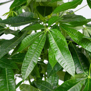 Livraison plante Pachira Aquatica XL et son pot