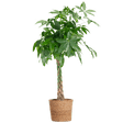 Livraison plante Pachira Aquatica XL et son pot