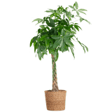 Livraison plante Pachira Aquatica XL et son pot