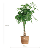 Livraison plante Pachira Aquatica XL et son pot