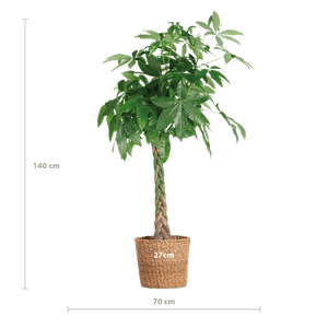 Livraison plante Pachira Aquatica XL et son pot