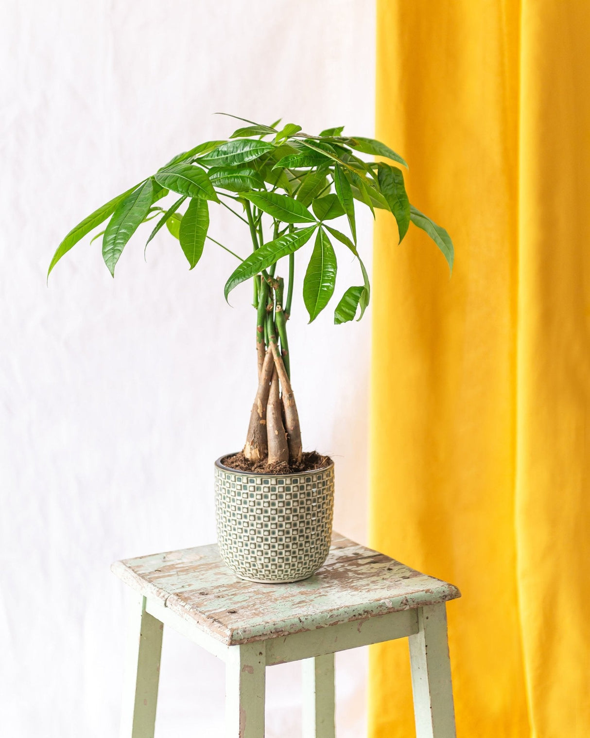 Pachira tronc tressé plante d'intérieur facile d'entretien – La