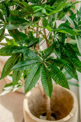 Livraison plante Pachira tressée - grande plante artificielle
