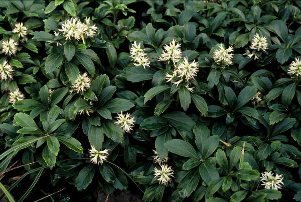 Livraison plante Pachysandra terminalis Green Sheen