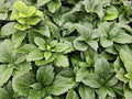 Pachysandre Du Japon (Pachysandra terminalis) 'Terminalis'