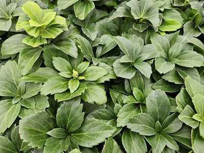 Pachysandre Du Japon (Pachysandra terminalis) 'Terminalis'