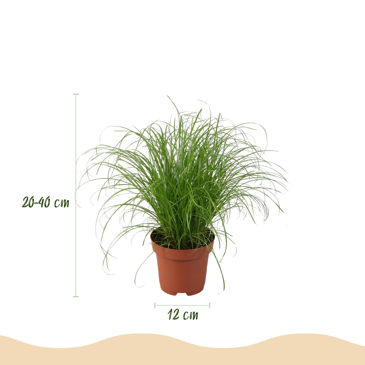 Livraison plante Pack 4 plantes dépolluantes