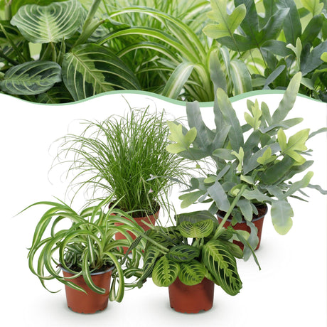 Livraison plante Pack 4 plantes dépolluantes