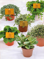 Livraison plante Pack de 6 plantes mignonnes