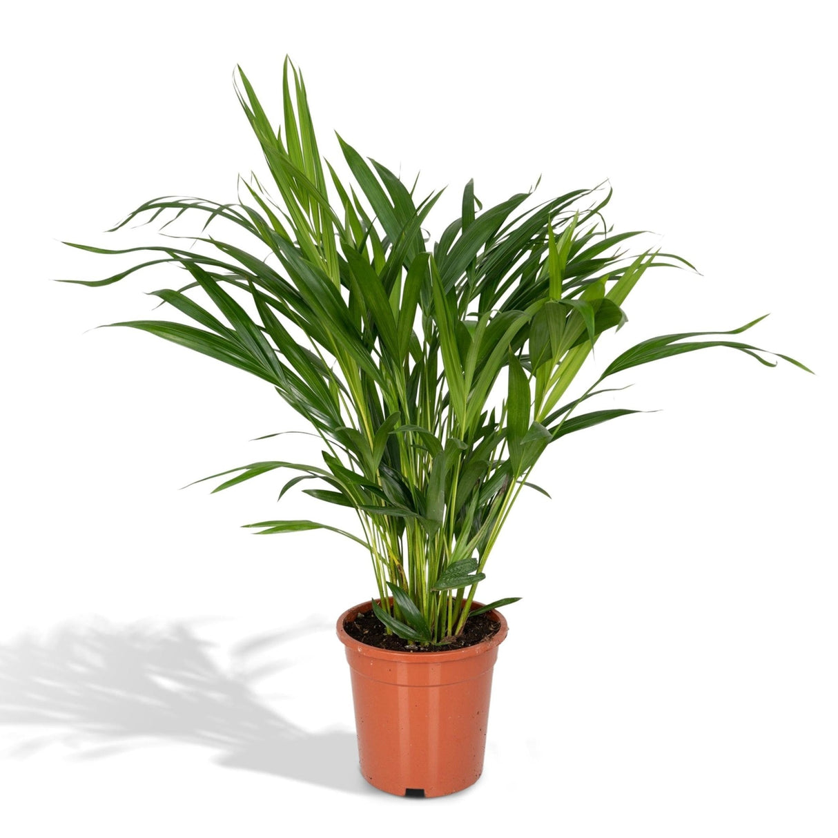 Livraison plante Palmier Areca