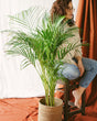 Livraison plante Palmier Areca