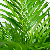 Livraison plante Palmier Areca XL