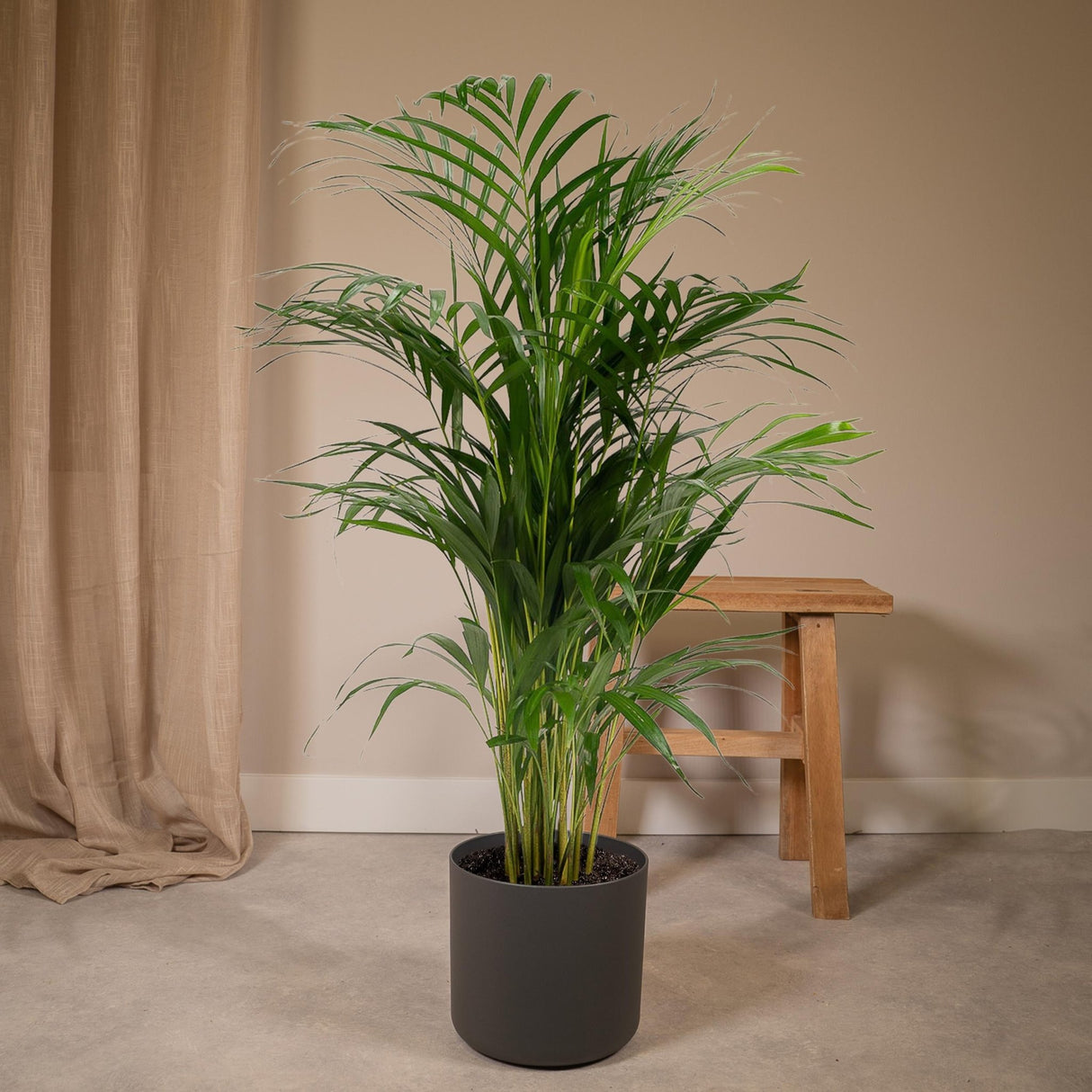 Livraison plante Palmier Areca XL