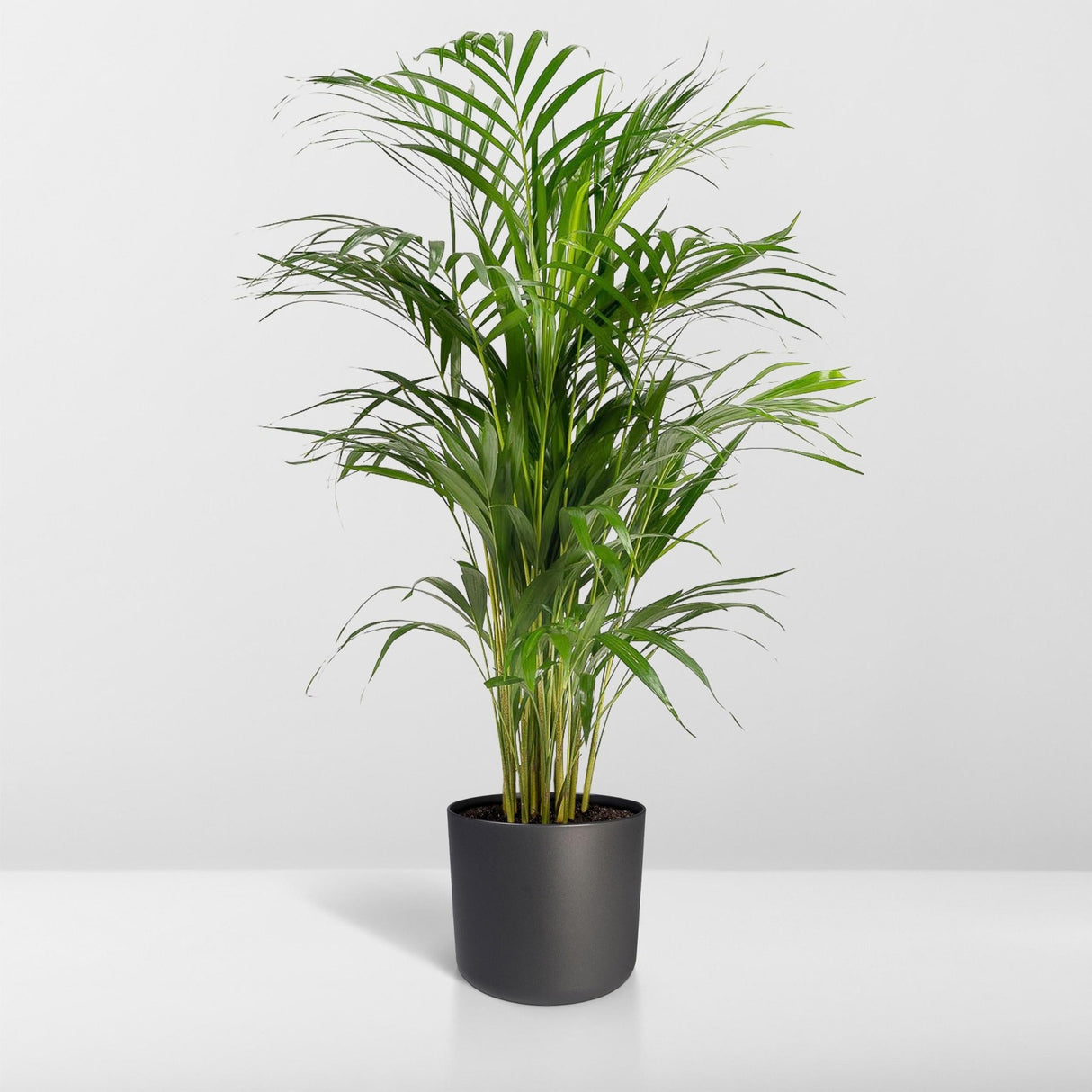 Livraison plante Palmier Areca XL