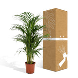 Livraison plante Palmier Areca XL