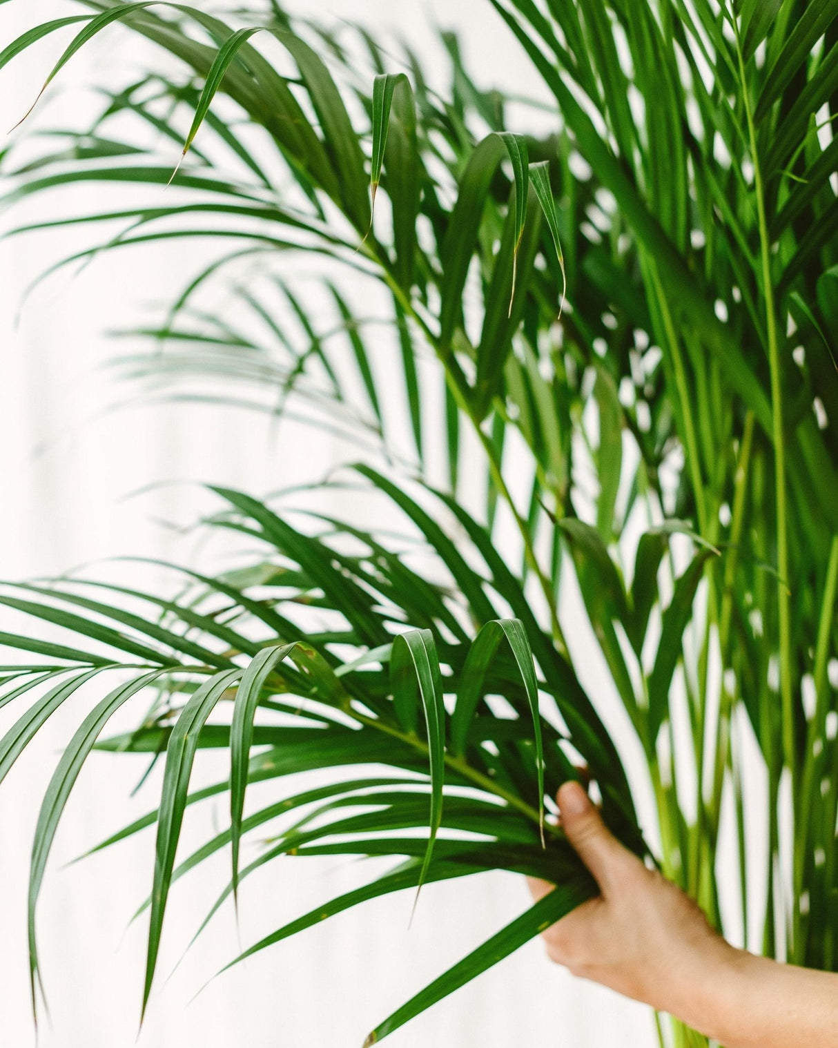 Palmier Areca XL Très grande plante d'intérieur dépolluante – La