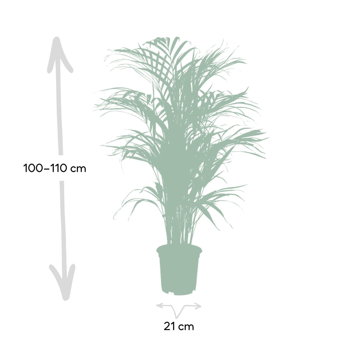 Livraison plante Palmier Areca XL