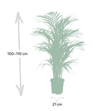 Livraison plante Palmier Areca XL