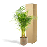 Livraison plante Palmier Areca XL et son cache h130cm