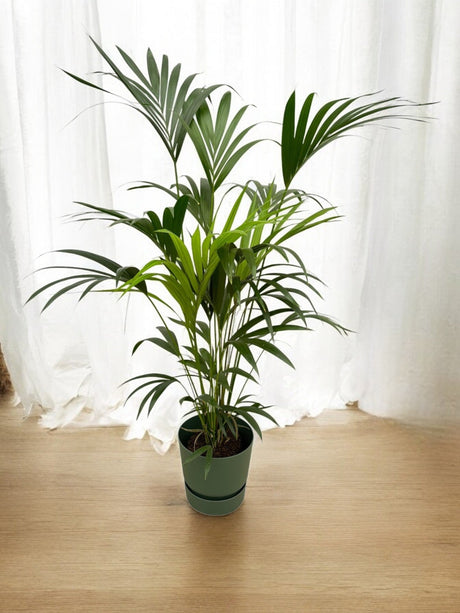 Livraison plante Palmier Kentia 160cm et son pot