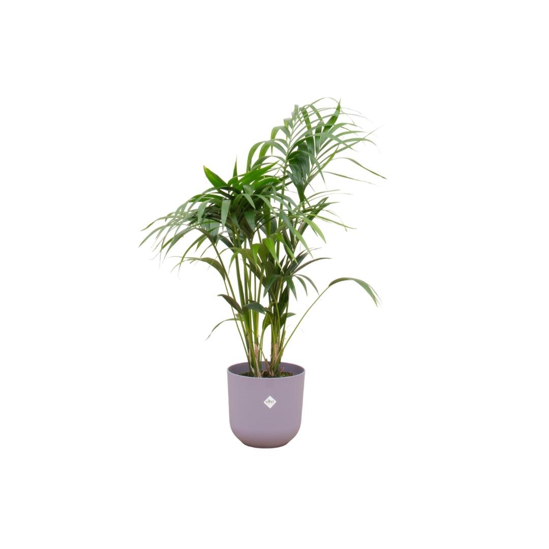 Livraison plante Palmier Kentia 160cm et son pot