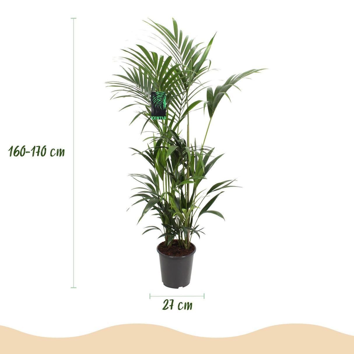 Livraison plante Palmier Kentia Forsteriana d27cm H160 cm