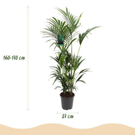 Livraison plante Palmier Kentia Forsteriana d27cm H160 cm