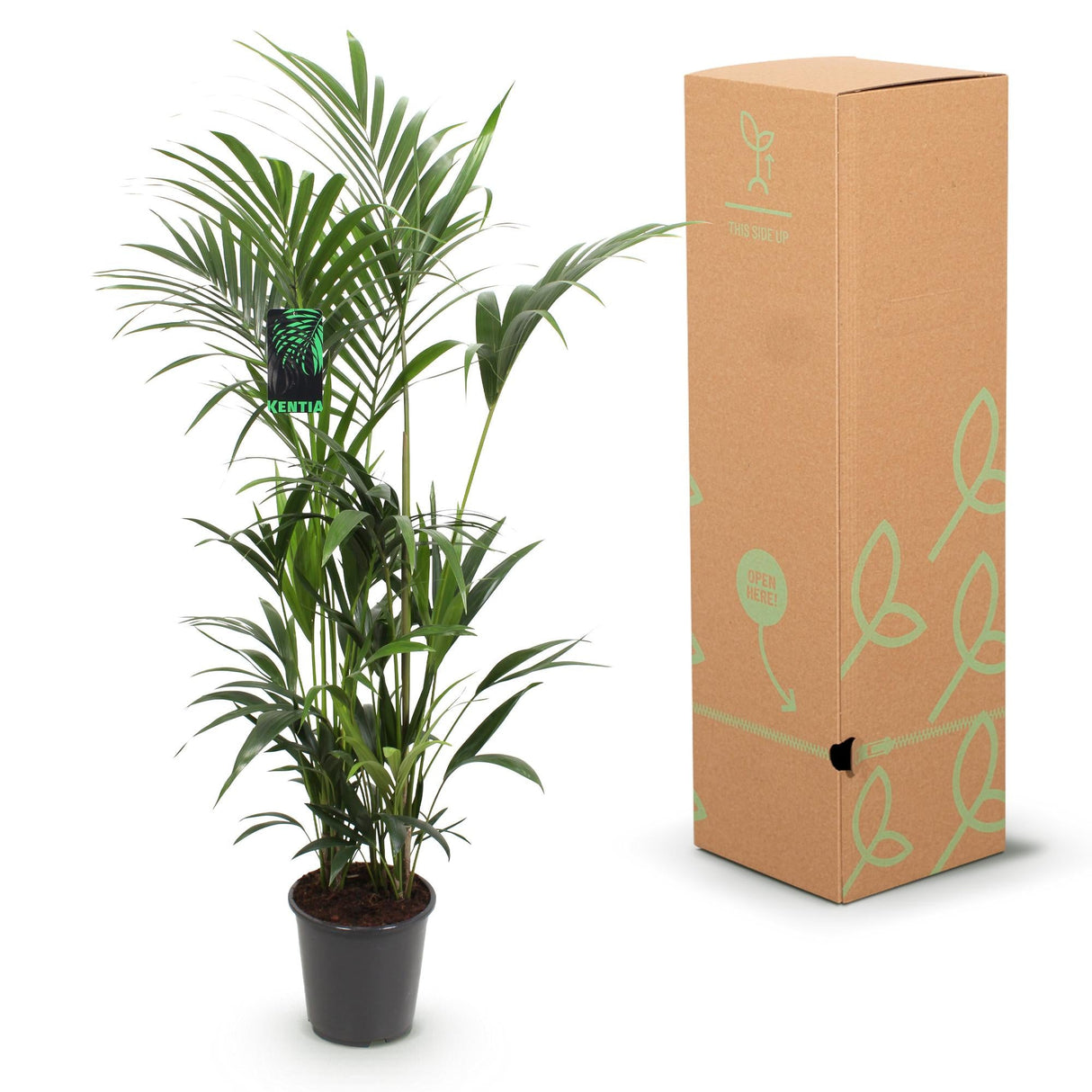 Livraison plante Palmier Kentia Forsteriana d27cm H160 cm