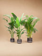 Livraison plante Palmier Kentia, Strelitzia Augusta, Palmier Areca - Lot de 3 plantes - Coffret cadeau