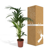 Livraison plante Palmier Kentia XL h120cm