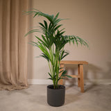 Livraison plante Palmier Kentia XL h120cm