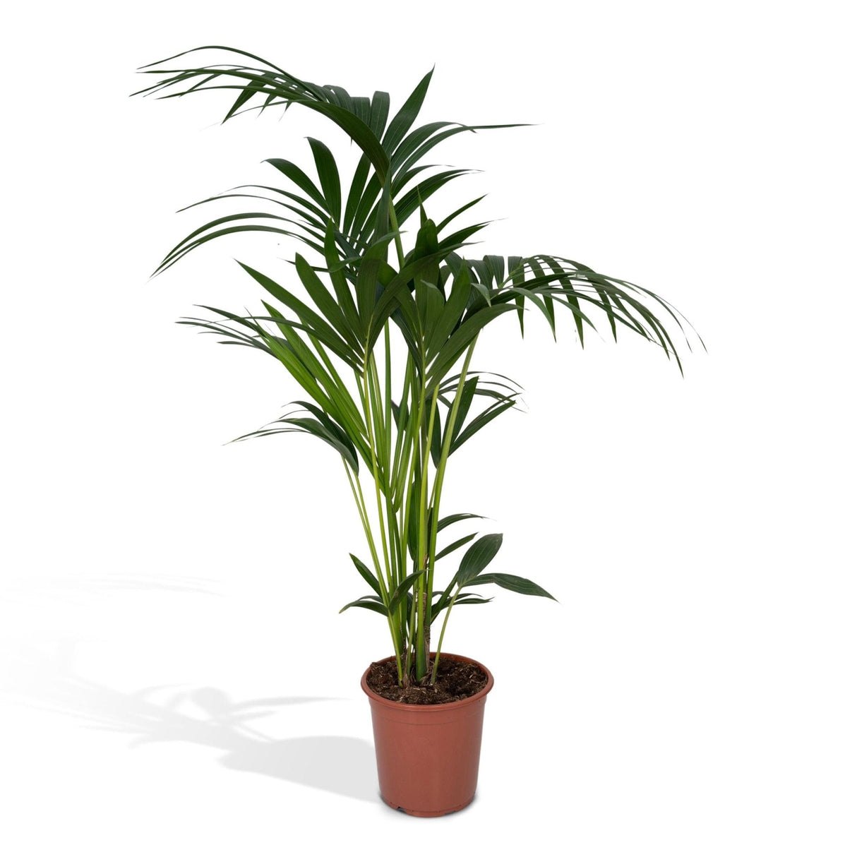 Livraison plante Palmier Kentia XL h120cm