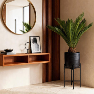 Livraison plante Palmier sago Cycas revoluta – Lot de 2 – Pot 17 cm