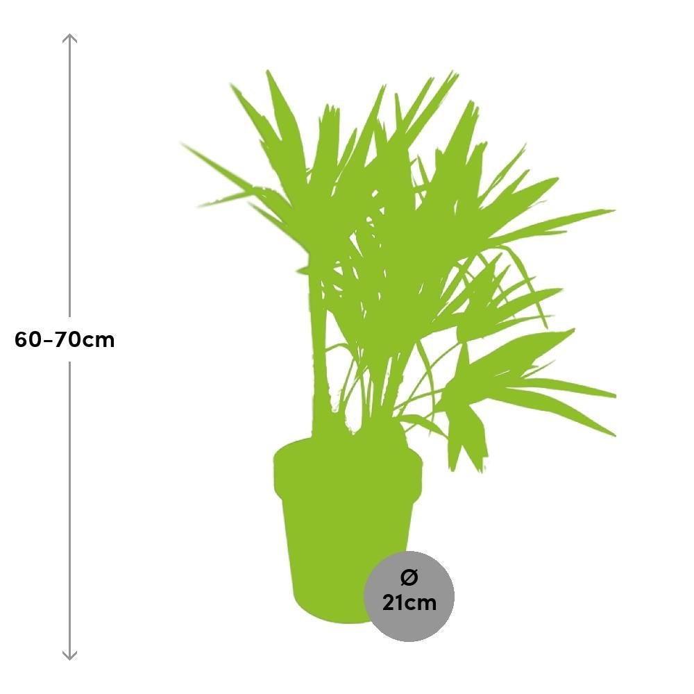 Livraison plante Palmier trachycarpus Fortunei